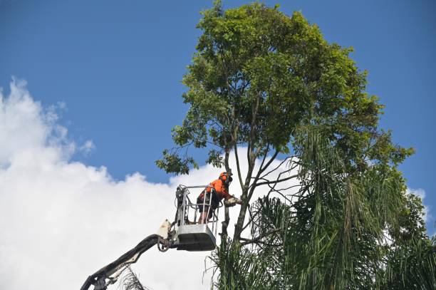 Best Emergency Tree Removal  in Monroe, WA